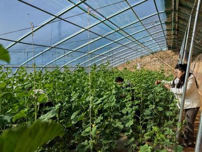 華池農業 技術人員為設施蔬菜生產“開良方”，科技助力綠色高效發展