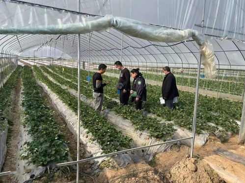 景谷多措并舉，合力保障春節期間農產品質量安全