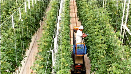 江蘇南通 龍驤虎步，家庭農場踏春來